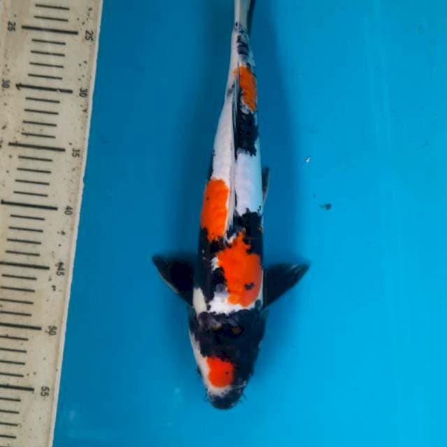Showa doit 37cm male