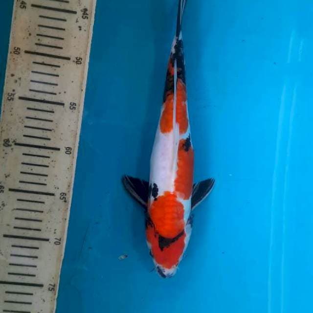 Doitsu showa aragoke 32cm male