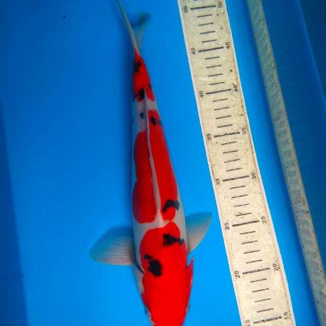 Sanke 35cm