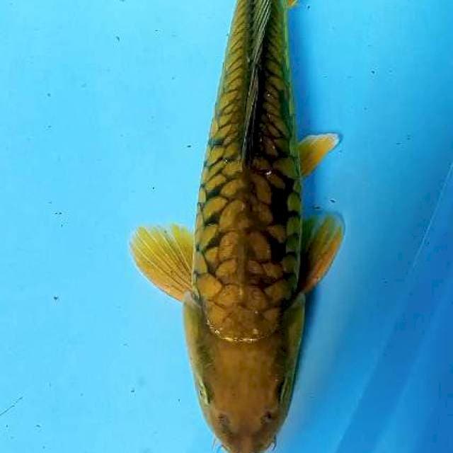 Midori sisik naga male 36 cm