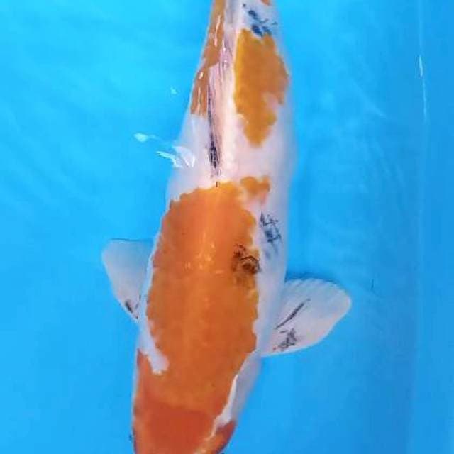 Kinshowa male 42 cm