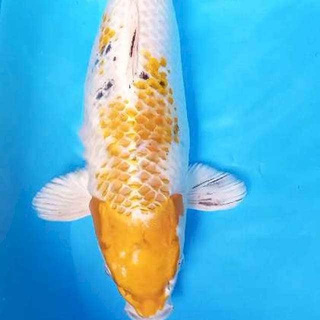 Jumbo fukurin 44 cm