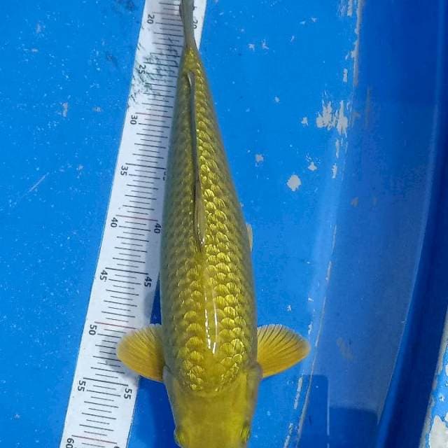 Midori Ginrin Jantan 47cm