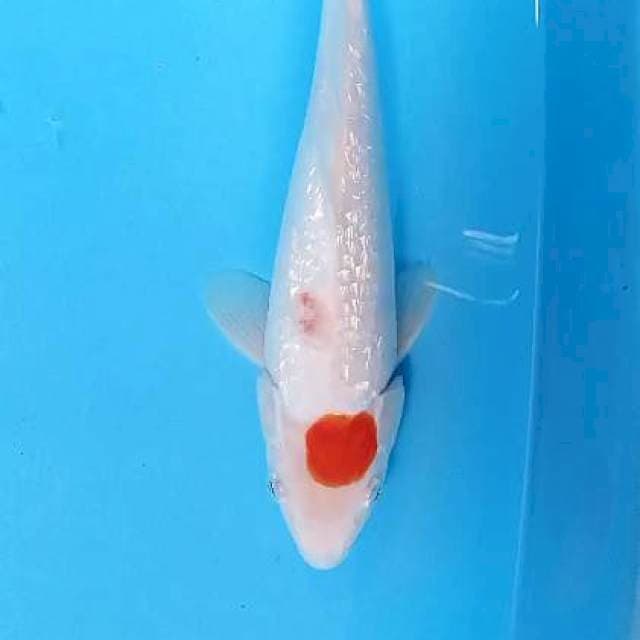 Tanco ginrin 30 cm ( bekas kutu dipunggung)