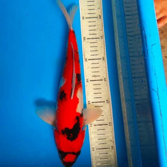 Showa 35cm