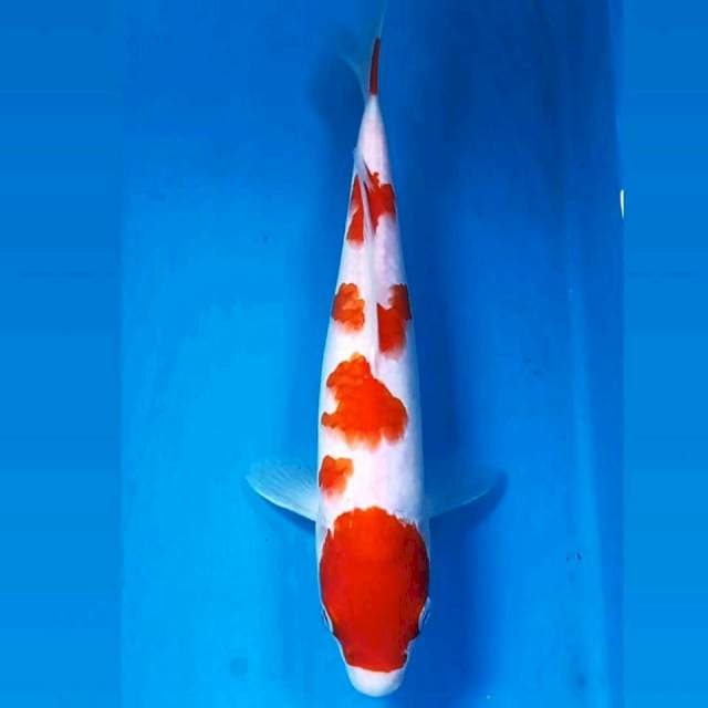 Kohaku, 26 cm