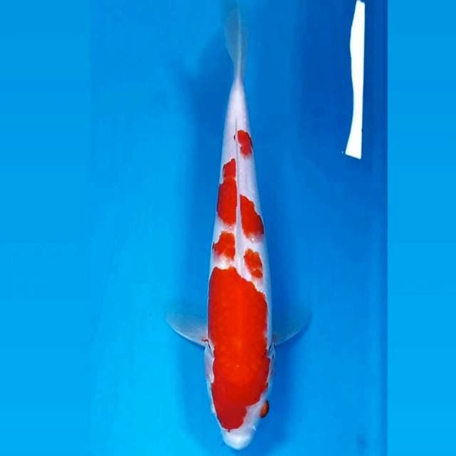 Kohaku, 25 cm