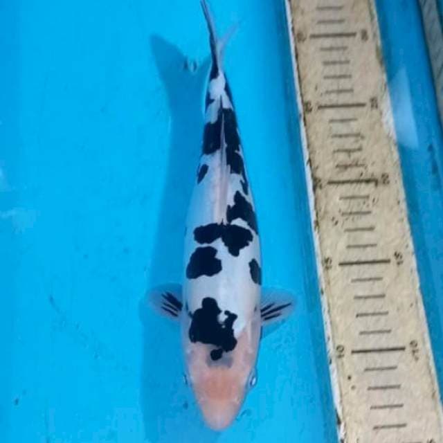 Doitsu Shiro 25cm