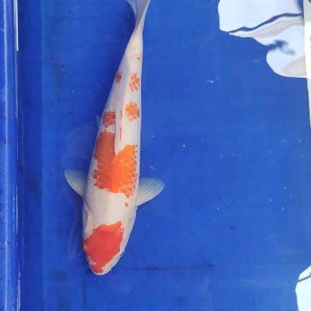 Kohaku