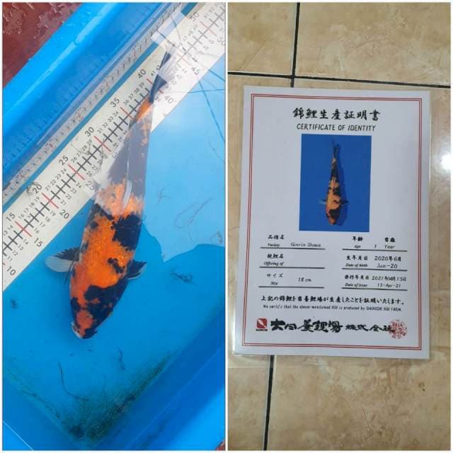 Showa Ginrin import Dainichi 36Cm