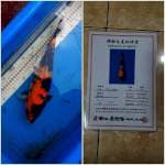 Showa Ginrin import Dainichi 36Cm