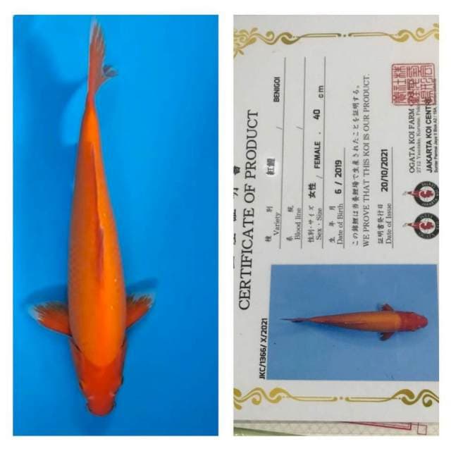 Benigoi 42cm Ogata Koi Farm