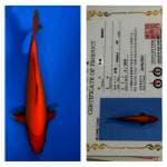 Benigoi 42cm Ogata Koi Farm
