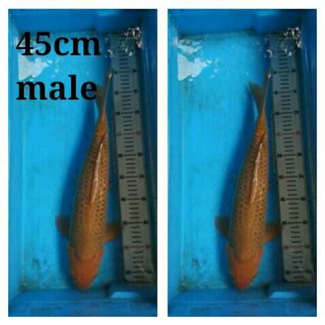 Chagoi 45cm