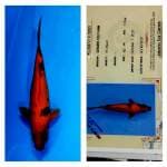 Hi Utsuri 40cm Genjiro Koi Farm