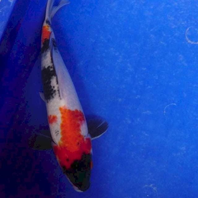 Showa 28 cm