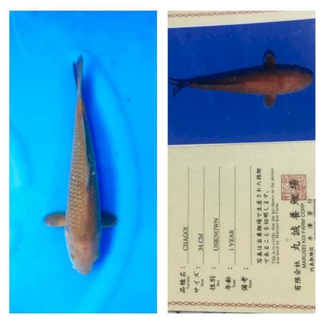 Chagoi 34cm Marusei Koi Farm
