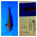 Chagoi 34cm Marusei Koi Farm