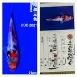 Showa 21cm Isa Koi Farm 