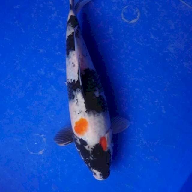 Showa munuk 28 cm