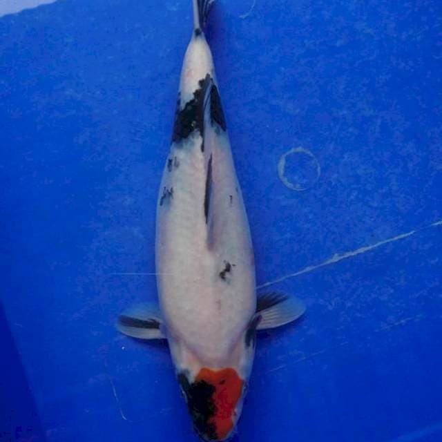 Showa 28 cm