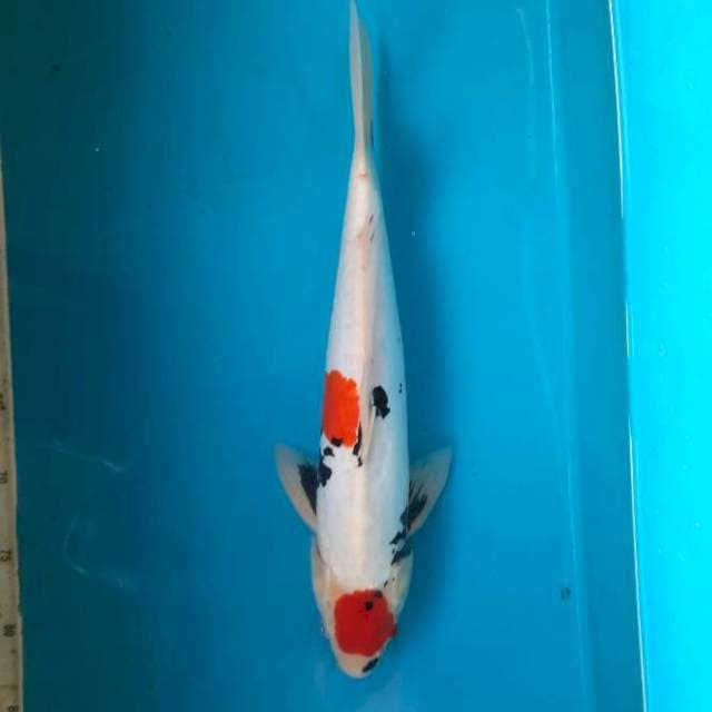 Maruten showa doitsu 42cm male