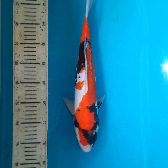 Showa doitsu 38cm male