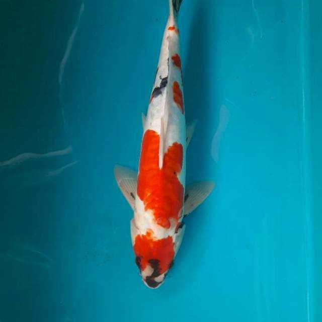 Aragoke showa 36cm male