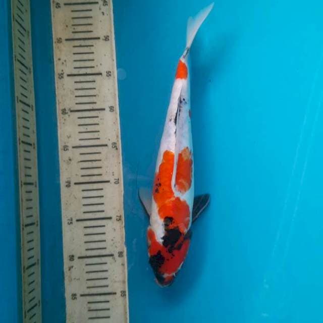 Aragoke showa 36cm male
