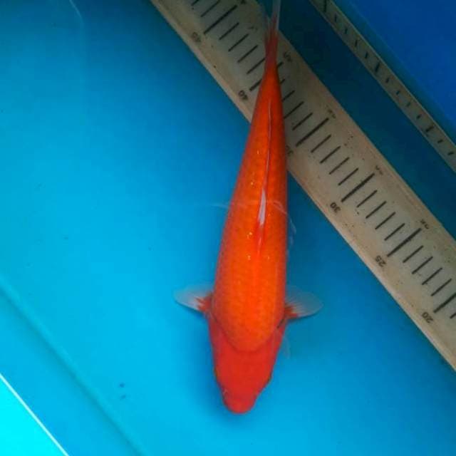 Aka hajiro 27cm male