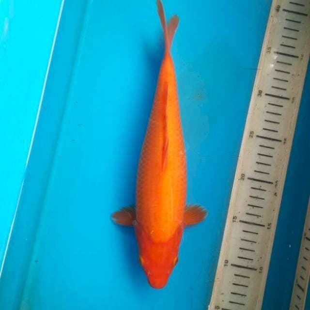 Karashi manggo 30cm female