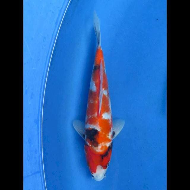 Koromo showa tategoi 26cm