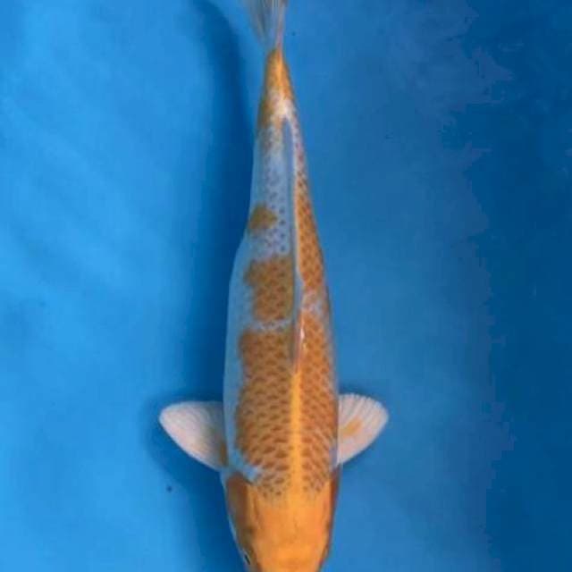 Hariwake - 34cm