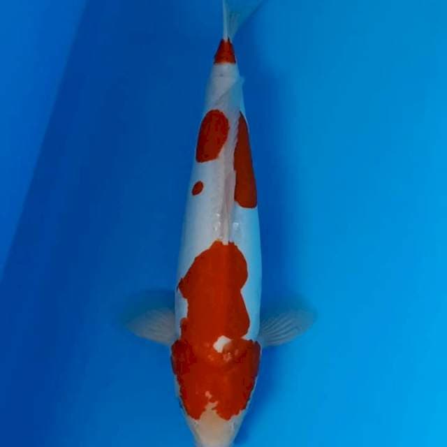 Doitsu kohaku 45cm