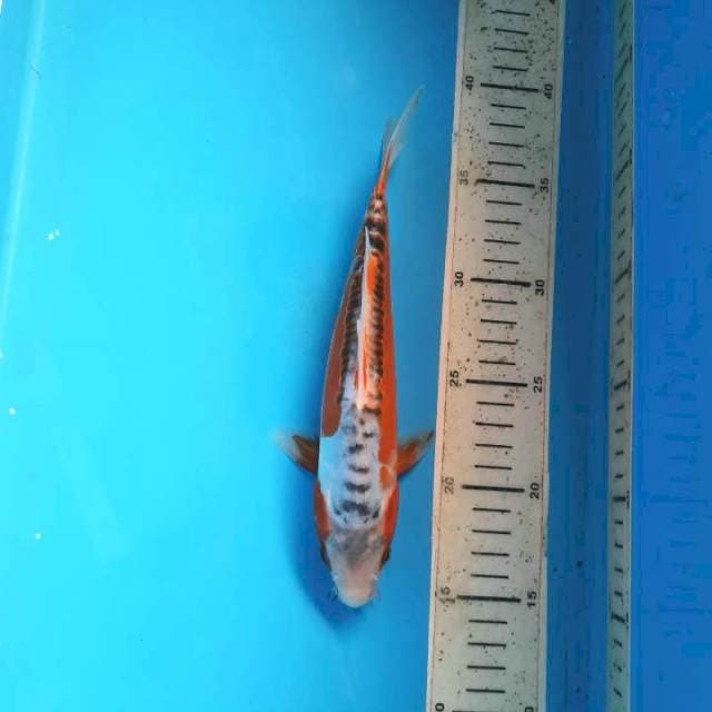 Shusui 23cm