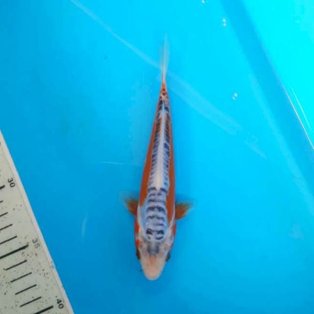 Shusui 18cm