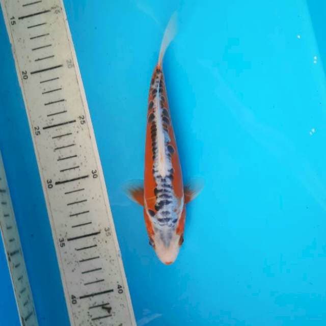 Shusui 20cm