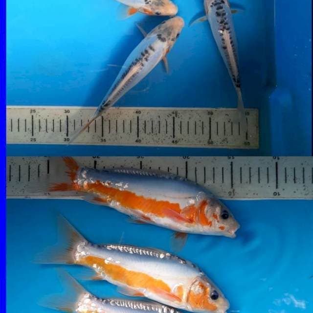 20,22,23cm shusui 