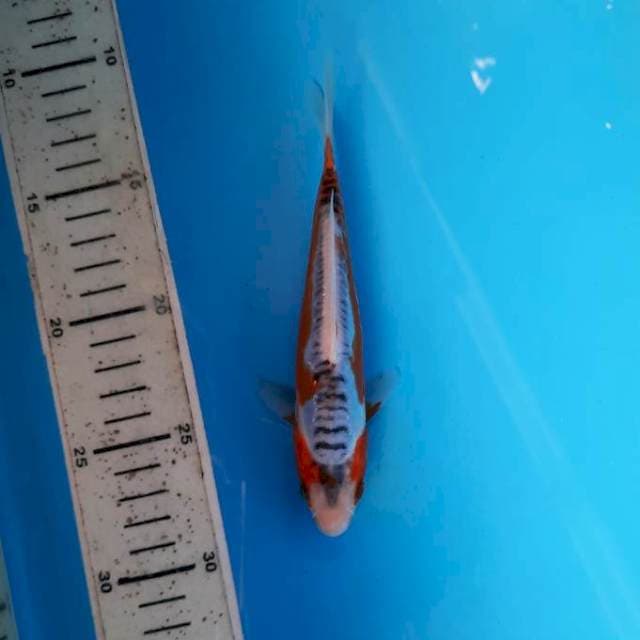 Shusui 17cm