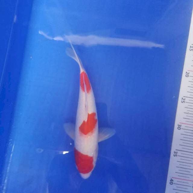 Kohaku ..body semog