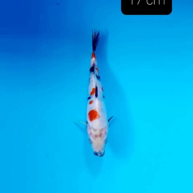 Doitsu kindai 17 cm