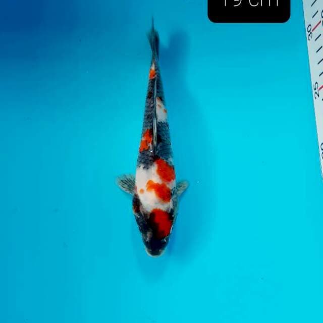 Maruten 19 cm
