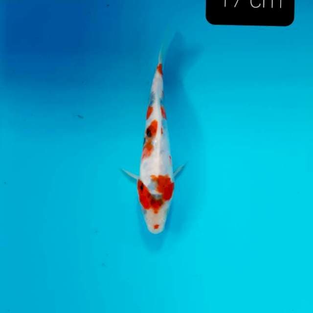 Doitsu kindai 17 cm