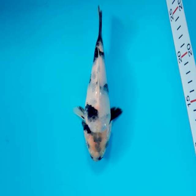 Bahan 17 cm