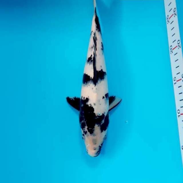 Jumbo 26 cm