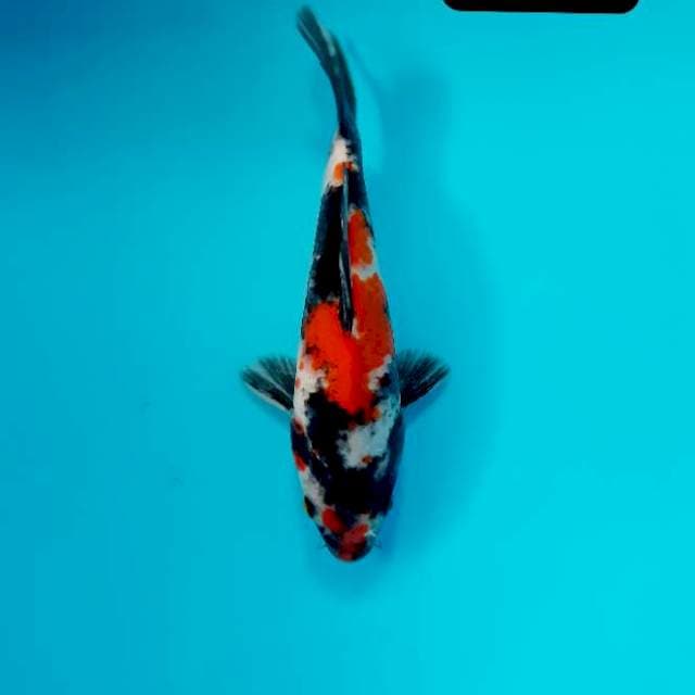 Shot body 17 cm