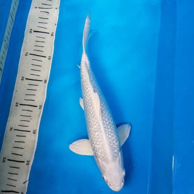 Platinum Ginrin, 31 cm