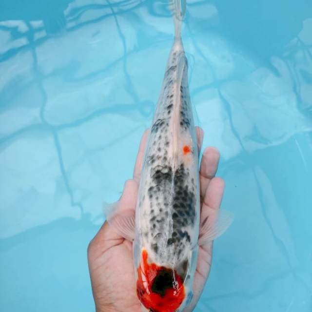 TANCO GHOSIKI 31CM F