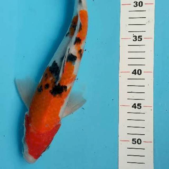 Sanke 33cm