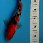 Sanke 33cm